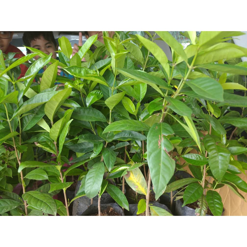 Pokok Daun Salam Pokok Ulam Pokok Herba Shopee Malaysia