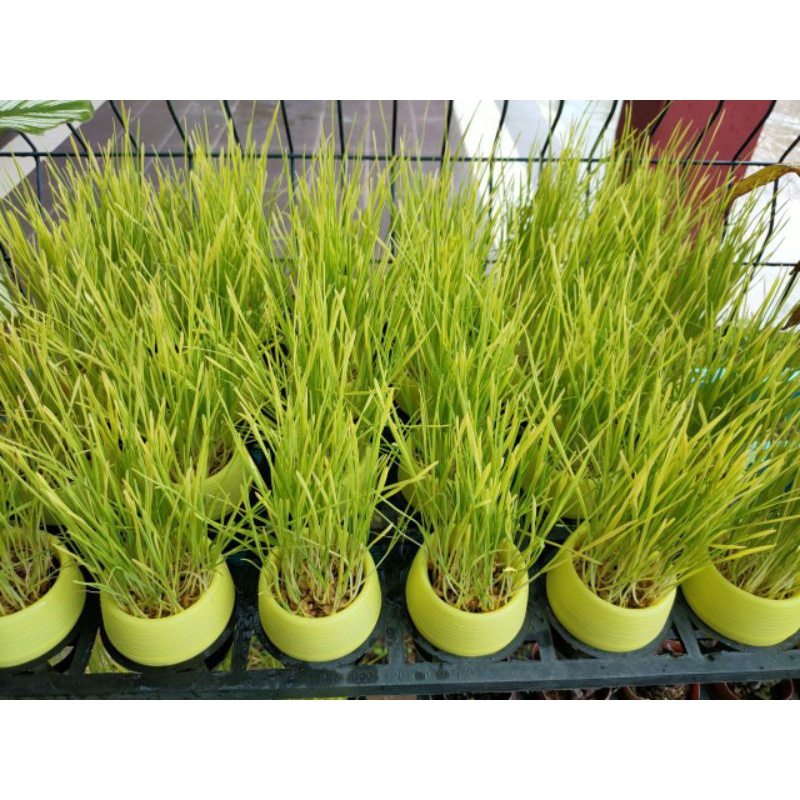 Buy Rumput kucing (Ready to eat)  SeeTracker Malaysia