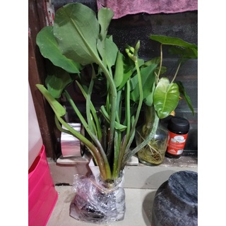 Pokok Paku Rawan Dalam Air Shopee Malaysia