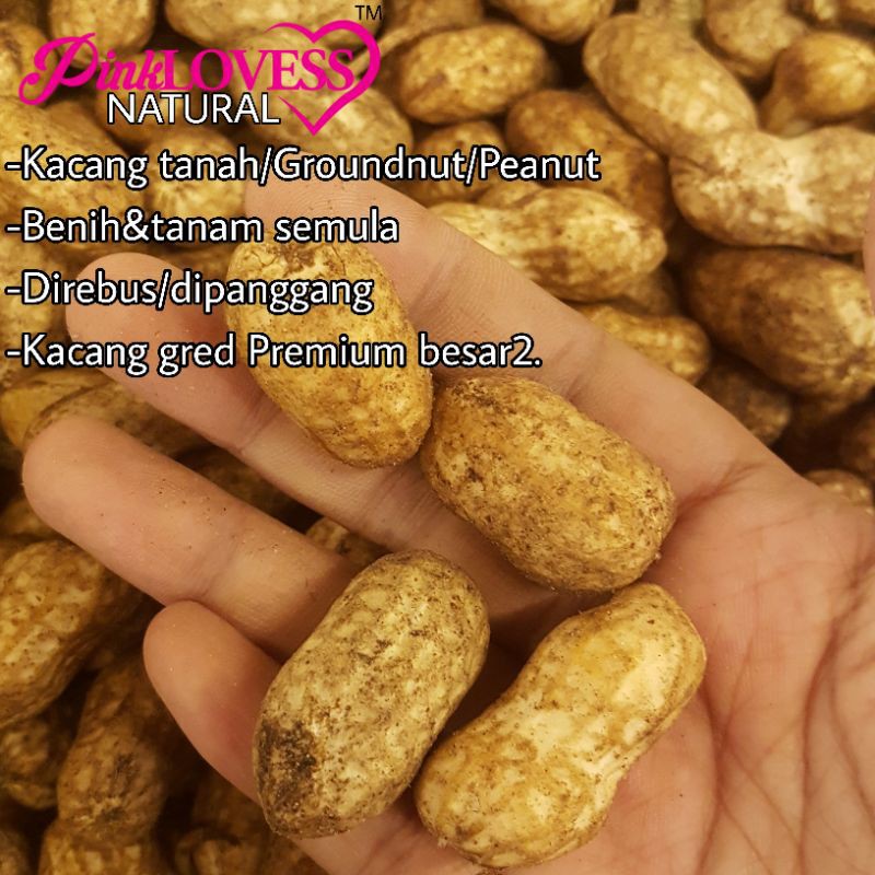 Premium Peanut Aaa Ground Nuts Kacang Tanah Untuk Di Rebus Dimakan Dibuat Benih Sedap Dimakan Bersama Keluarga