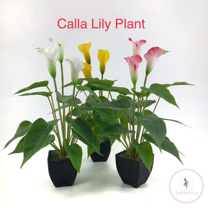 Real Touch Latex Calla Lily Plant / Pokok hiasan / lateks / latex 