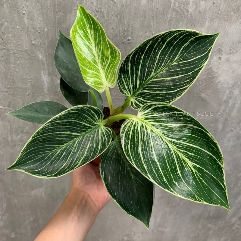 Buy GPS Green Plant Society live plant Philodendron Birkin 蔓绿绒