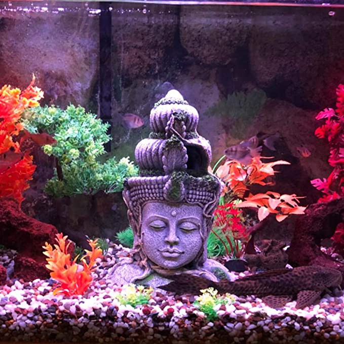 buddha aquarium