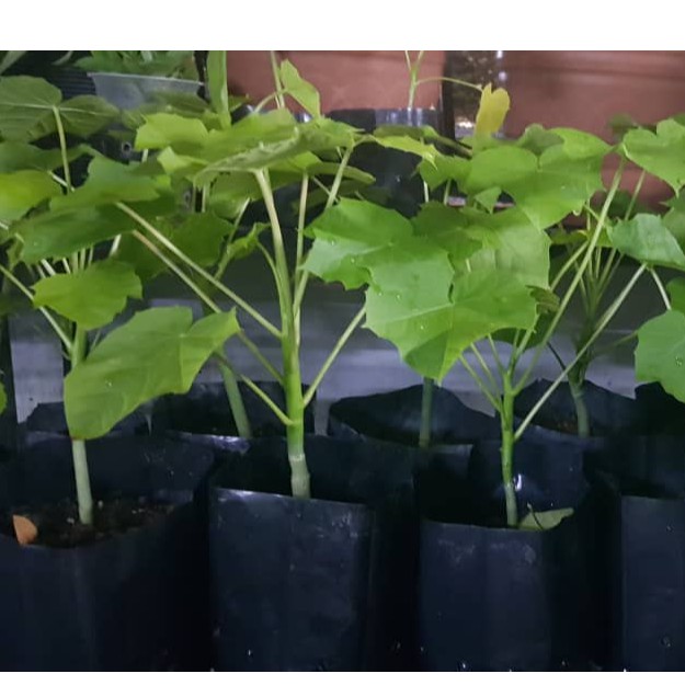 Buy Anak Pokok Jarak Pagar Ricinus Communis Seetracker Malaysia