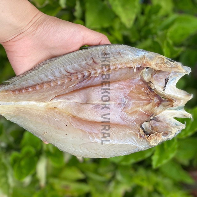 IKAN GELAMA BEKOK | IKE BEKOK | IKAN GELAMA BELAH MAMBA | IKAN GELAMA