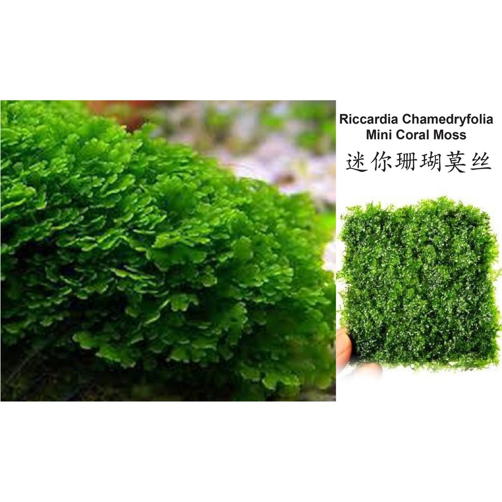 Aquarium Plants Riccardia Chamedryfolia Shopee Malaysia