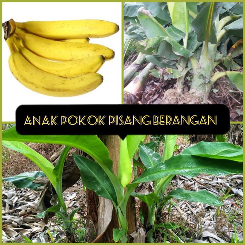 2 X Anak Pokok Pisang Berangan Shopee Malaysia