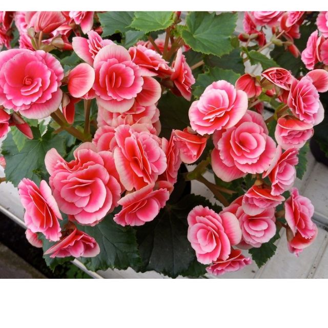 Anak Pokok Bunga Begonia  Pink 2 Tone Dah Berbunga 2 Tone 