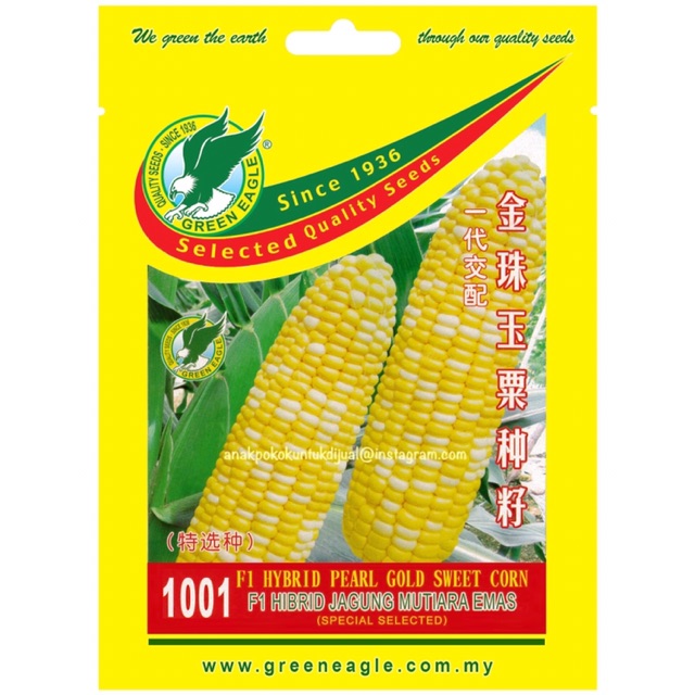 🌽Benih / Seeds : F1 Hibrid Jagung Mutiara Emas  Shopee Malaysia