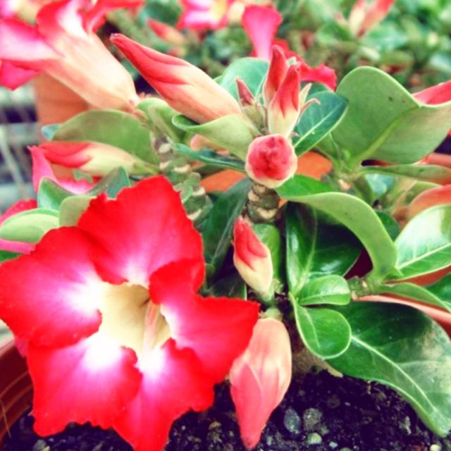 5 Pcs Mini Size Red Adenium Seeds 迷你富贵花种子迷你沙漠玫瑰种子bunga Kemboja Mini Size Merah Shopee Malaysia