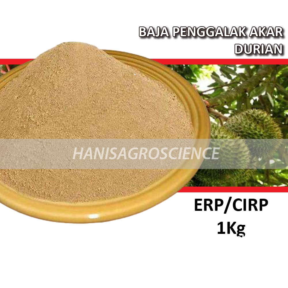 Baja Akar Durian Erp Cirp 1kg Pertumbuhan Akar Pokok Durian