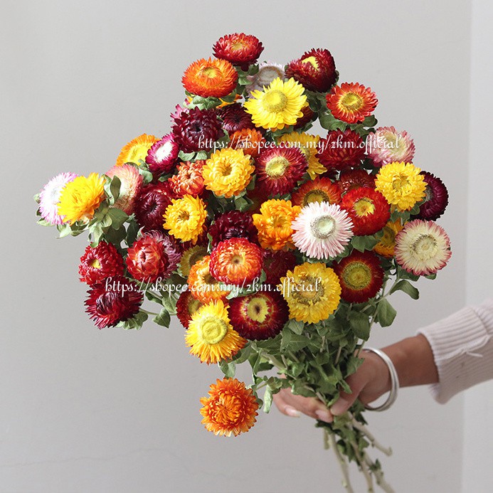 (10PCS) CHRYSANTHEMUM Chamomile Daisy Dried Dry Artificial Flower Bouquet Living Room Home Decor