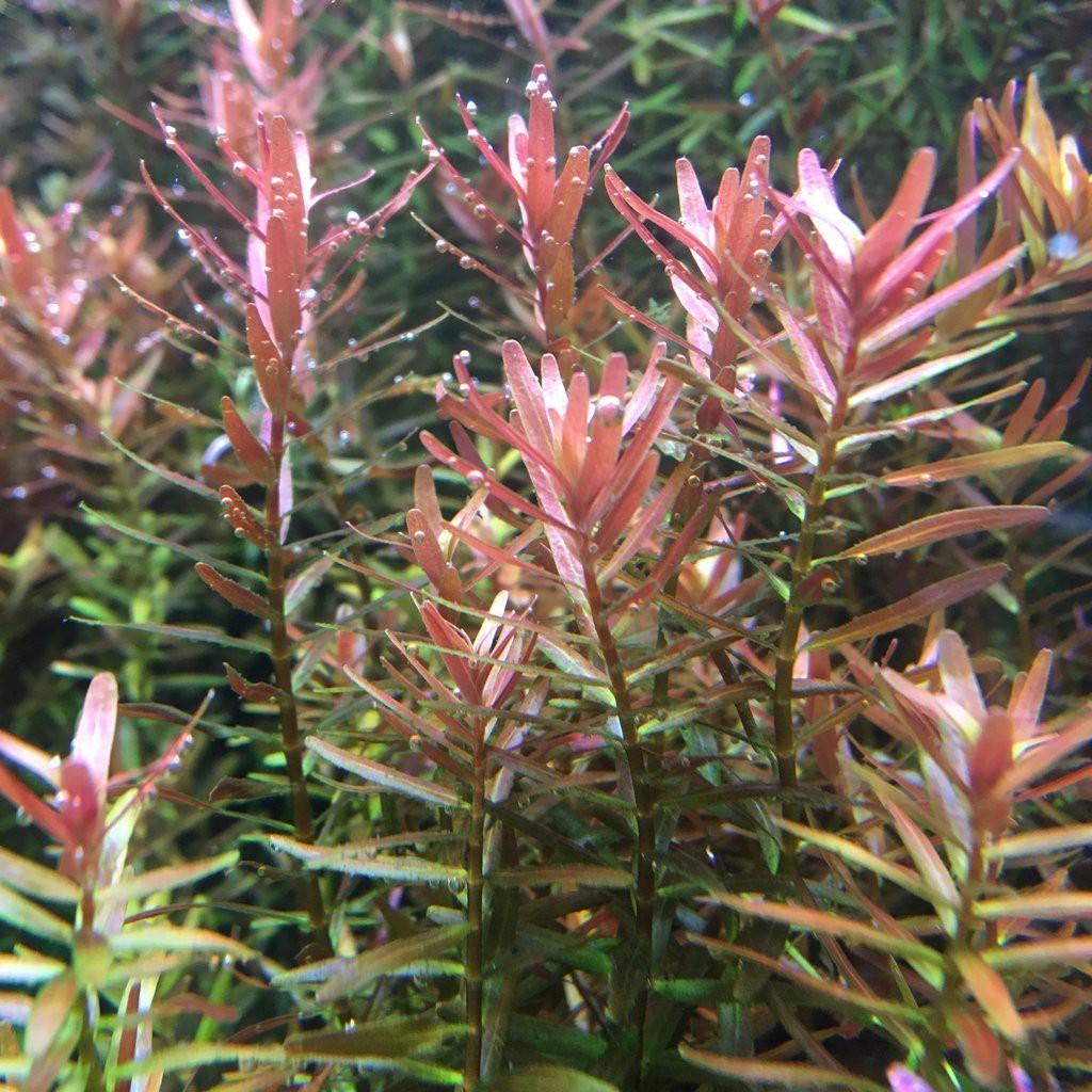 Submerged Rotala HRA Aquarium Aquascape Aquatic Plant Submerged Rotala HRA Aquarium Aquascape Aquatic Plant