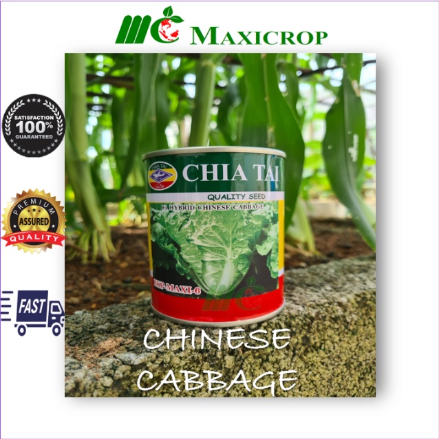 100g [Chia Tai] F1 Hybrid Chinese Cabbage Maxi-6 seeds/F1 Biji Benih Kubis Maxi-6 白菜种子