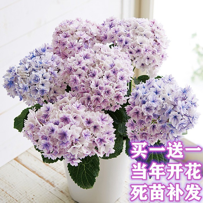 无尽夏绣球花带花苞花苗特大四季大绣球花苗花种室外庭院好养植物 Shopee Malaysia