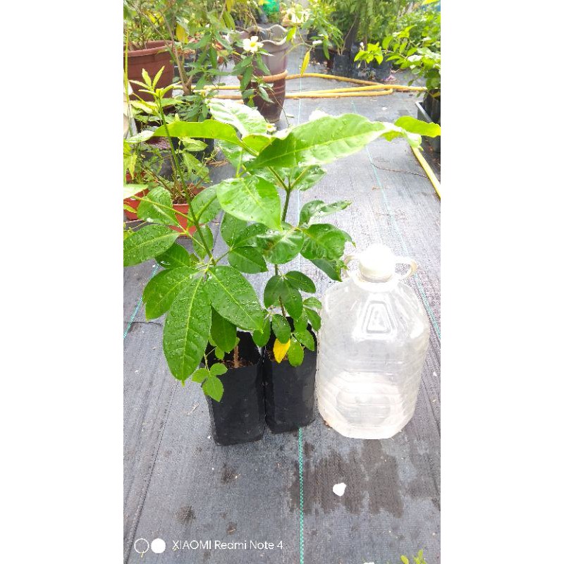 Buy Shn Pokok Ulam Tenggek Burung Seetracker Malaysia