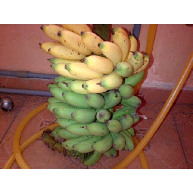 Pokok Pisang Kapas Benih Pisang Kapas Pisang Kutar Pokok Pisang Kapas Benih Pisang Kapas Pisang Kutar