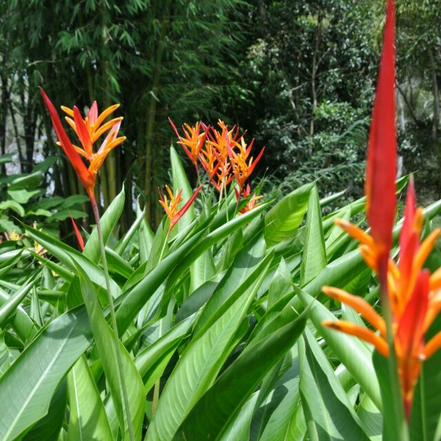 Pokok Sepit Udang Merah Red Heliconia Shopee Malaysia