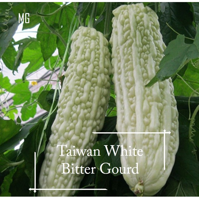 Taiwan White Bitter Gourd Seeds 10 Seed Mango Garden Shopee Malaysia