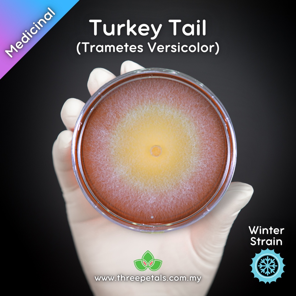 Turkey Tail (Trametes Versicolor) Live Mycelium Mushroom Culture Spawn