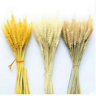 Batang gandum jagung for home decoration Shopee Malaysia Batang gandum jagung for home decoration Shopee Malaysia