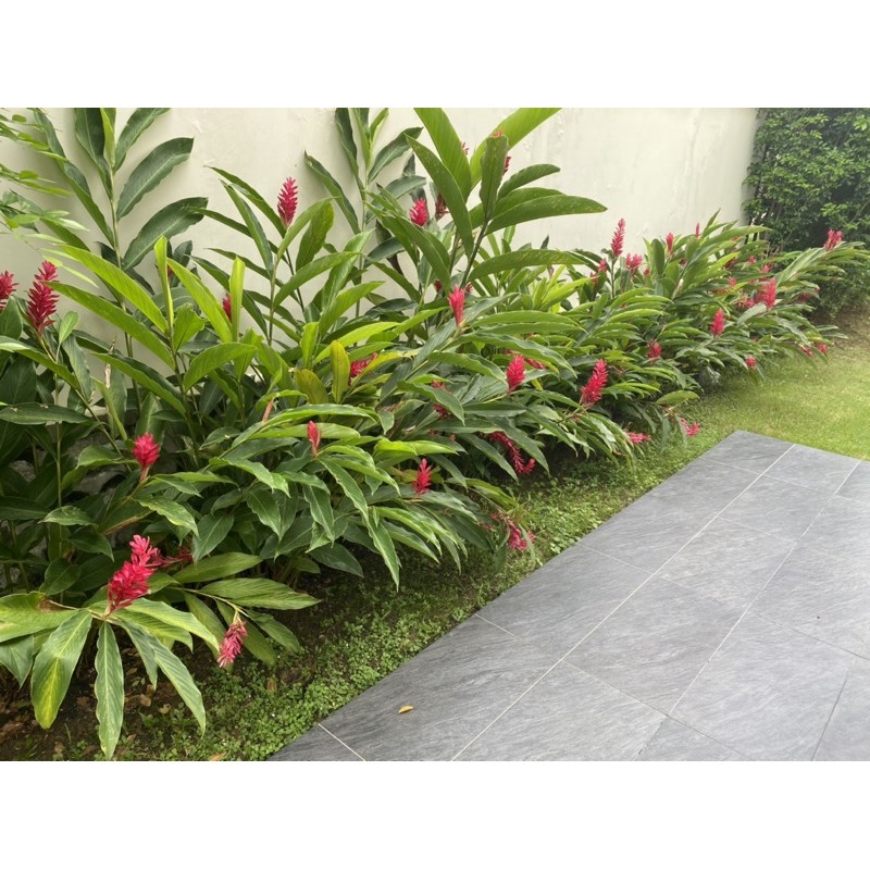 Red Ginger Flower Plant Shopee Malaysia