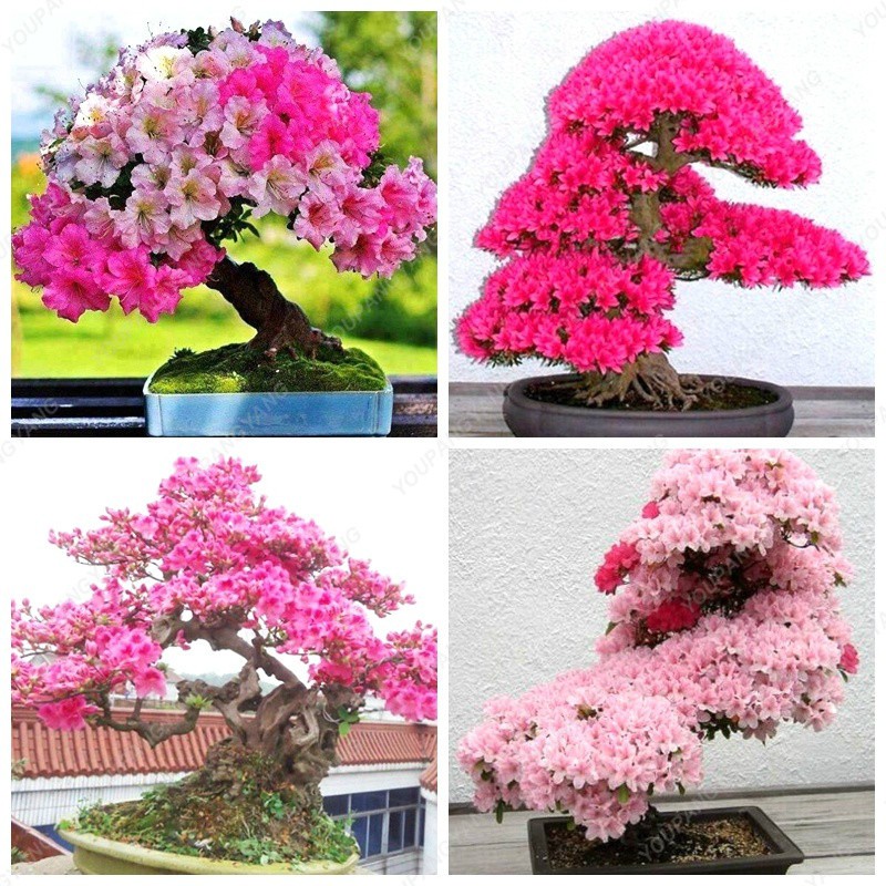 5x seeds Pink Cherry Blossom Seed Cherry Tree Perennial shrub plants Home.....