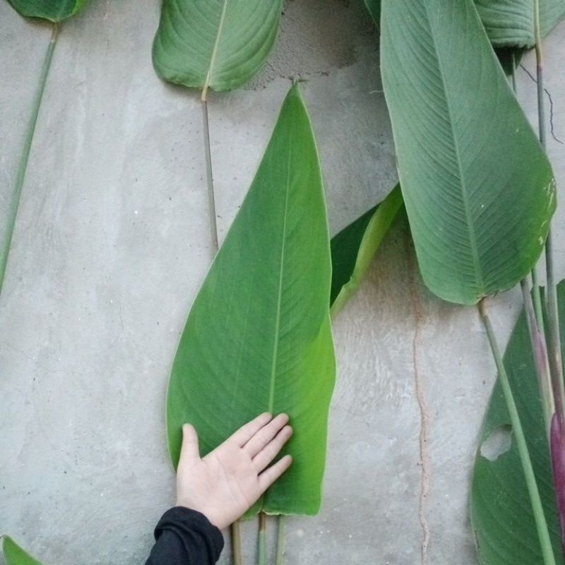 Buy Real Life Pokok Hiasan Viral Skybird Banana Daun Lebar Sangat Cantik Seperti Daun Pisang Seetracker Malaysia
