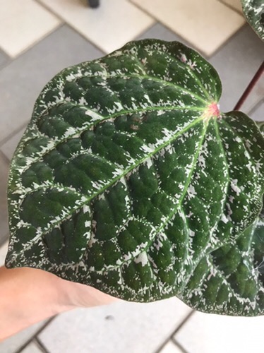 Sirih Merah Hutan Piper Porphyrophyllum Pokok Plant Shopee Malaysia