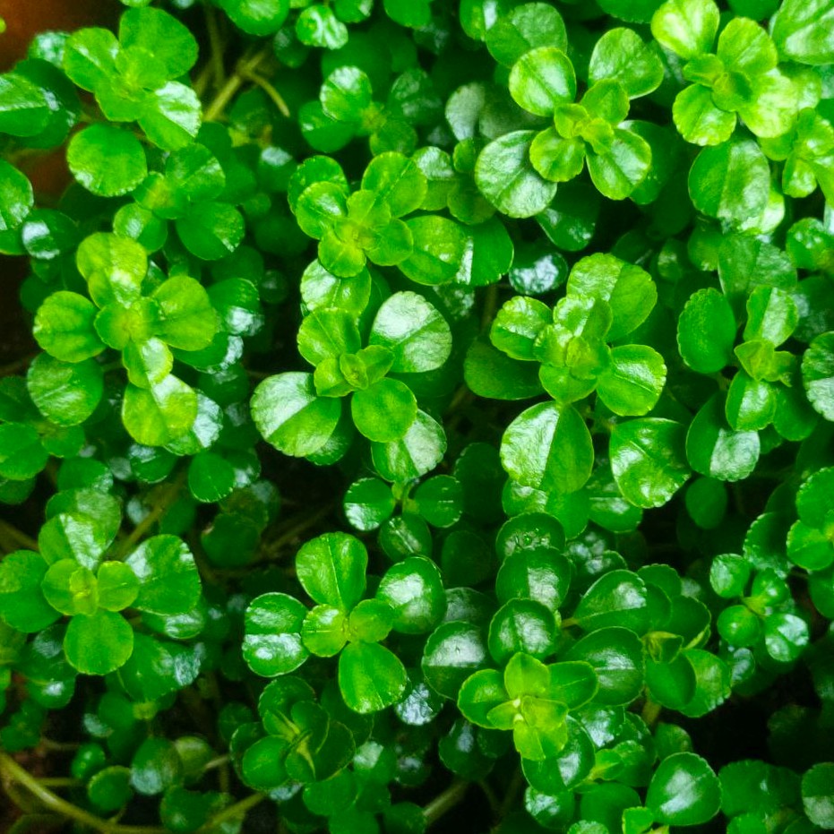 Ready Stock Soleirolli Baby Stears Angel S Tears Corsican Creeper Tiny Green Leaves Succulent 婴儿泪 玲珑冷水花 多肉