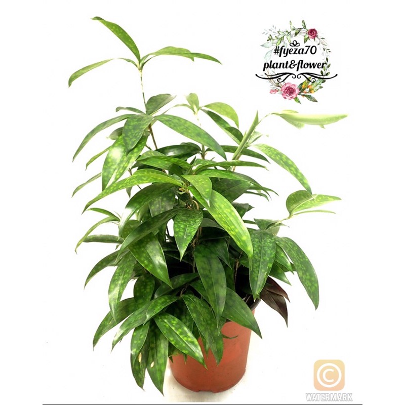 Pokok Buluh Jepun Carmengwf Pokok Buluh Jepun Carmengwf