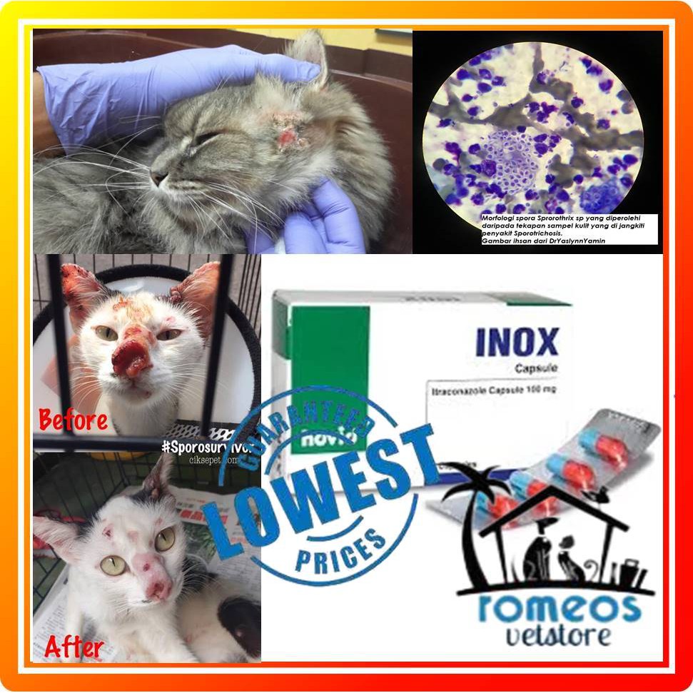 Special Sale🔥Ubat Sporo Kucing / Sporo Treatment Capsule 