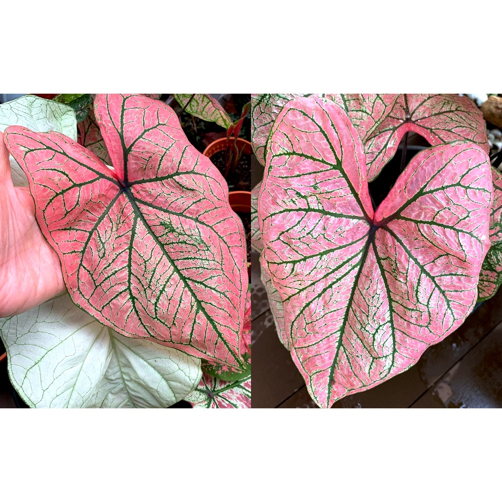 SPRING FLING Keladi MURAH Pokok Anak Ubi Caladium CHEAP Plant Bulb