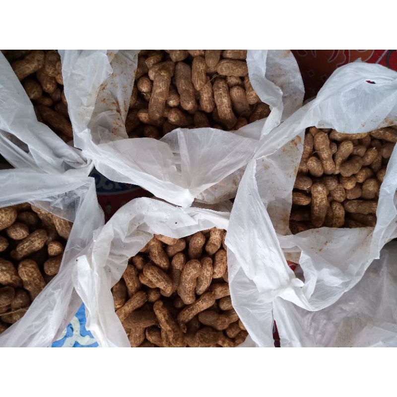 Buy Kacang Tanah Berkulit Mentah 1kg Seetracker Malaysia