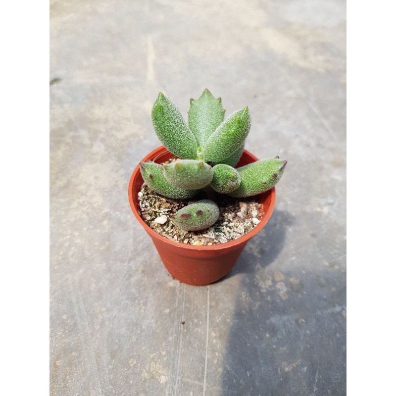 Live Succulent Plant Pot Size 5cm 10 5cm Ready Stock 多肉植物猫爪 Shopee Malaysia
