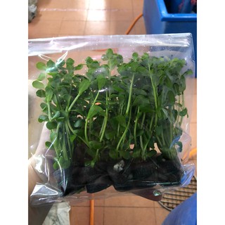 Aquatic Plant Hydrilla pokok akuarium hiasan akuarium 