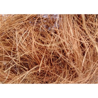 Coco Fibre Coir Sabut Kelapa Kasar / Serat Sabut Kelapa Coconut Fiber 1 ...