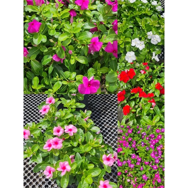 Buy Bunga Vinca Tegak Real Live Plant Seetracker Malaysia