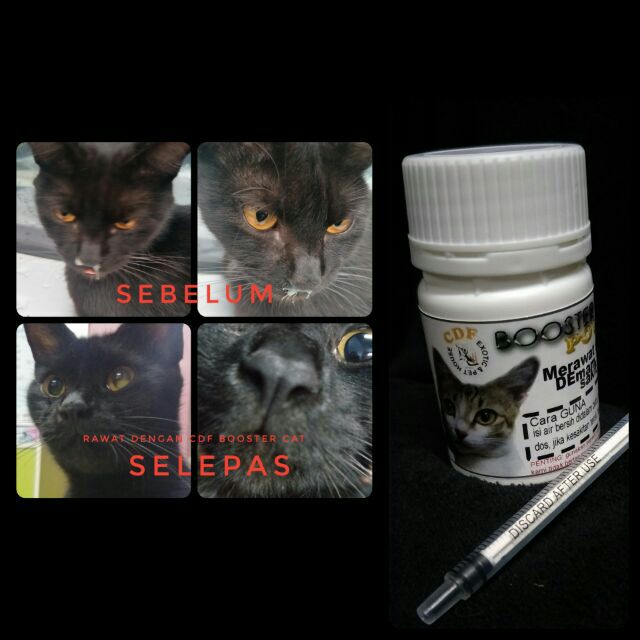 ubat kucing selesema serta demam