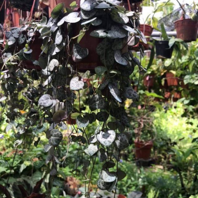 Pokok Hiasan Gantung String Of Hearts Shopee Malaysia
