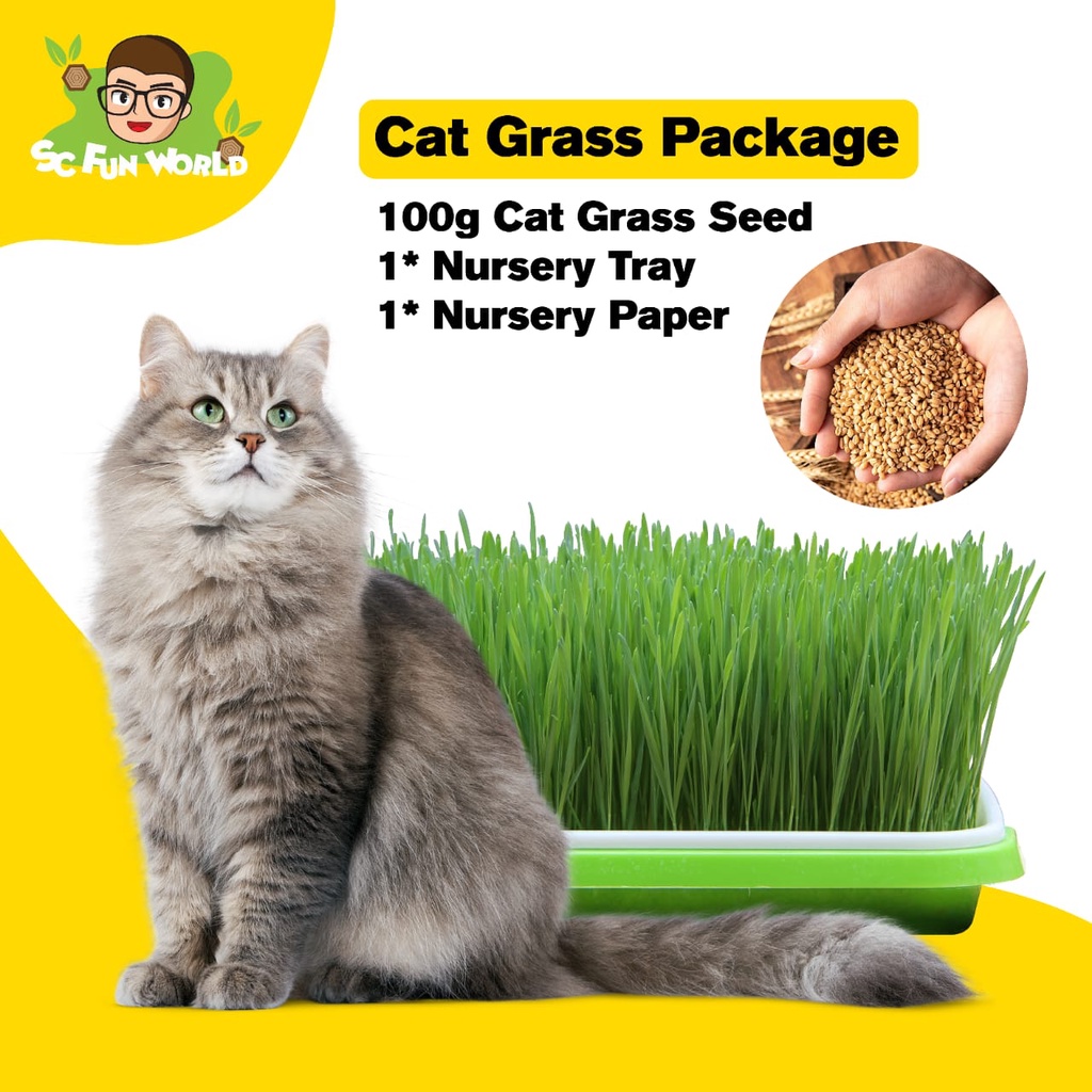 Soilless Cat Crass Seed Set/Rumput Gandum/Biji Benih Rumput Kucing/Wheat Grass/Healthy Cat Food/