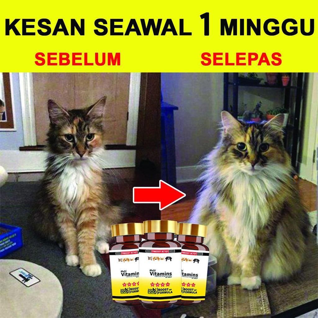 Buy 🔥500% BERKESAN!🔥 SUPERFOOD CAT VITAMIN KUCING UBAT GEMUK 