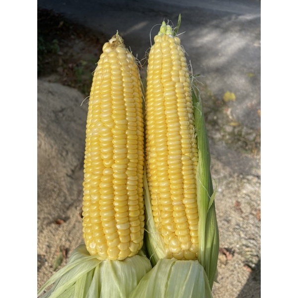 JAGUNG MANIS FRESH DARI LADANG 10pcs (HARGA BORONG)  Shopee Malaysia