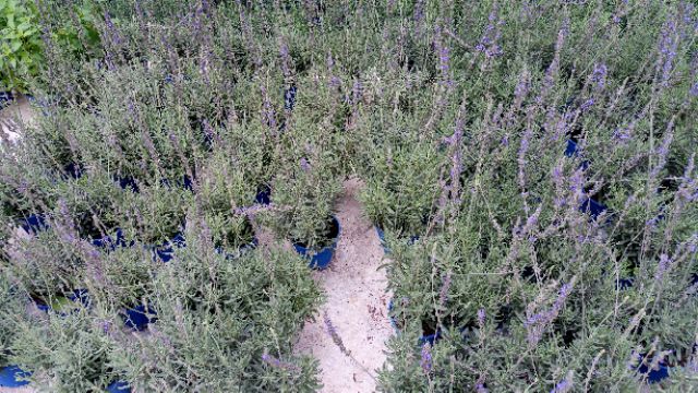 Buy Anak Pokok Bunga Herba Lavender Live Plants Lavender Herb 