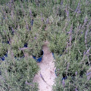 Anak Pokok Bunga Herba Lavender Live Plants Lavender Herb Anak Pokok Bunga Herba Lavender Live Plants Lavender Herb