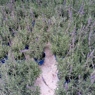 Anak Pokok Bunga  Herba Lavender  Live Plants Lavender  Herb 