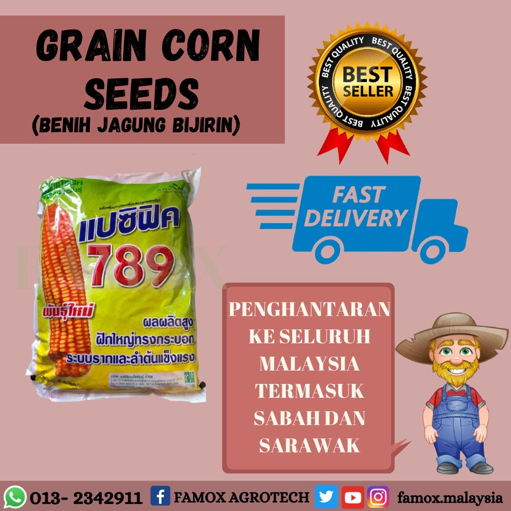 GRAIN CORN SEEDS 5 KG / BENIH JAGUNG BIJIRIN 5KG  Shopee Malaysia