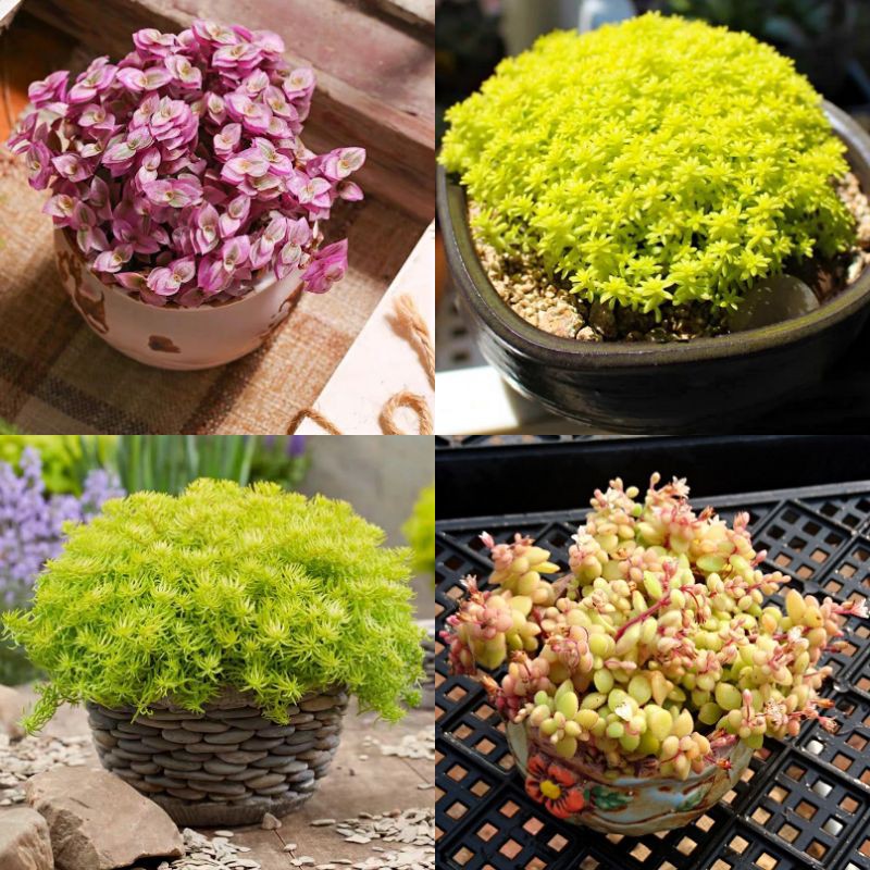 护盆草10cm Pot本土栽培多肉植物黄金万年草彩虹怡心草 Shopee Malaysia