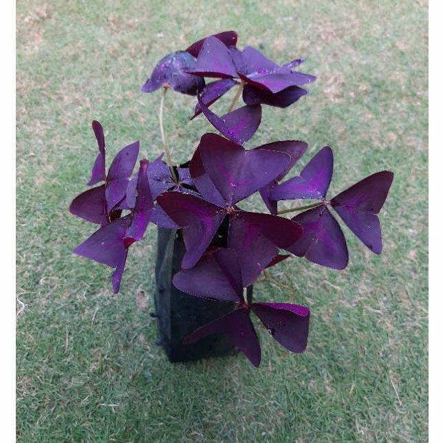 Pokok Rama-rama/ Butterfly (Oxalis Triangularis) | Shopee Malaysia