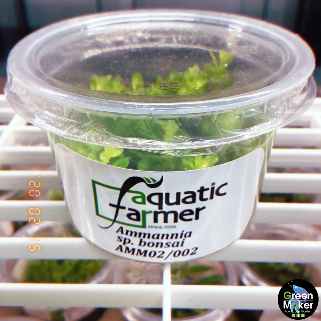 Ammannia sp.BonsaiTissue Culture (Aquatic Plant) Shopee Malaysia